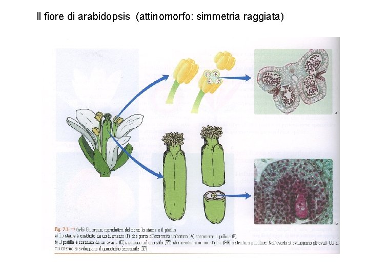 Il fiore di arabidopsis (attinomorfo: simmetria raggiata) 