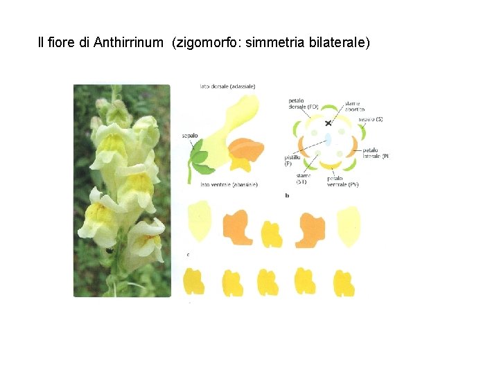 Il fiore di Anthirrinum (zigomorfo: simmetria bilaterale) 