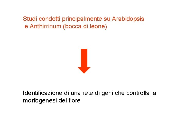 Studi condotti principalmente su Arabidopsis e Anthirrinum (bocca di leone) Identificazione di una rete