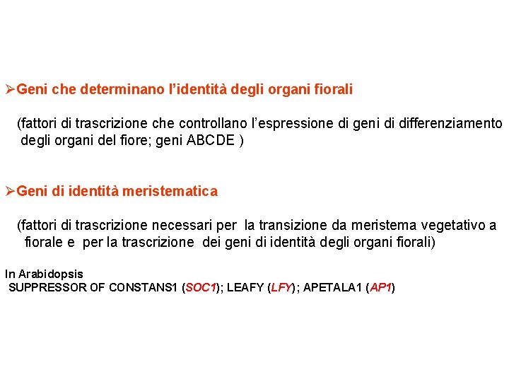 ØGeni che determinano l’identità degli organi fiorali (fattori di trascrizione che controllano l’espressione di