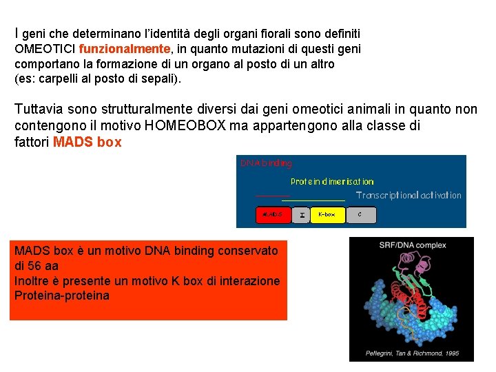 I geni che determinano l’identità degli organi fiorali sono definiti OMEOTICI funzionalmente, in quanto