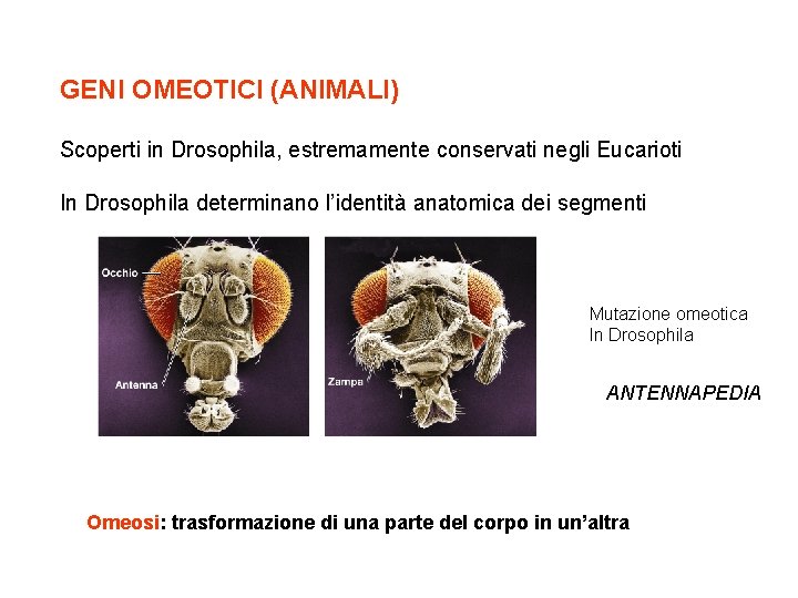 GENI OMEOTICI (ANIMALI) Scoperti in Drosophila, estremamente conservati negli Eucarioti In Drosophila determinano l’identità