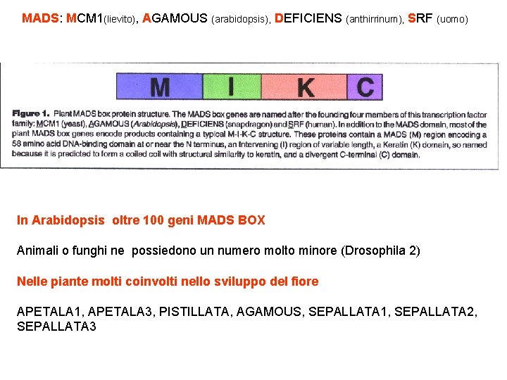 MADS: MCM 1(lievito), AGAMOUS (arabidopsis), DEFICIENS (anthirrinum), SRF (uomo) In Arabidopsis oltre 100 geni