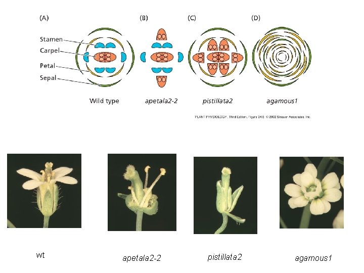 wt apetala 2 -2 pistillata 2 agamous 1 