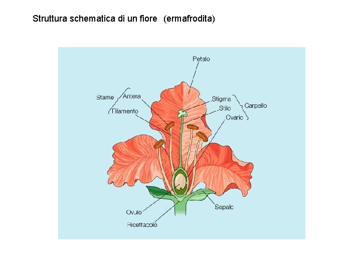 Struttura schematica di un fiore (ermafrodita) 