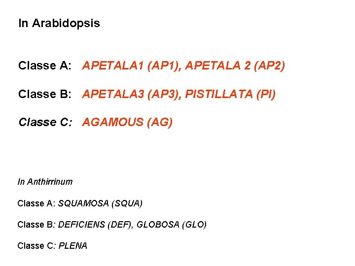 In Arabidopsis Classe A: APETALA 1 (AP 1), APETALA 2 (AP 2) Classe B: