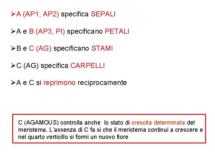 ØA (AP 1, AP 2) specifica SEPALI ØA e B (AP 3, PI) specificano