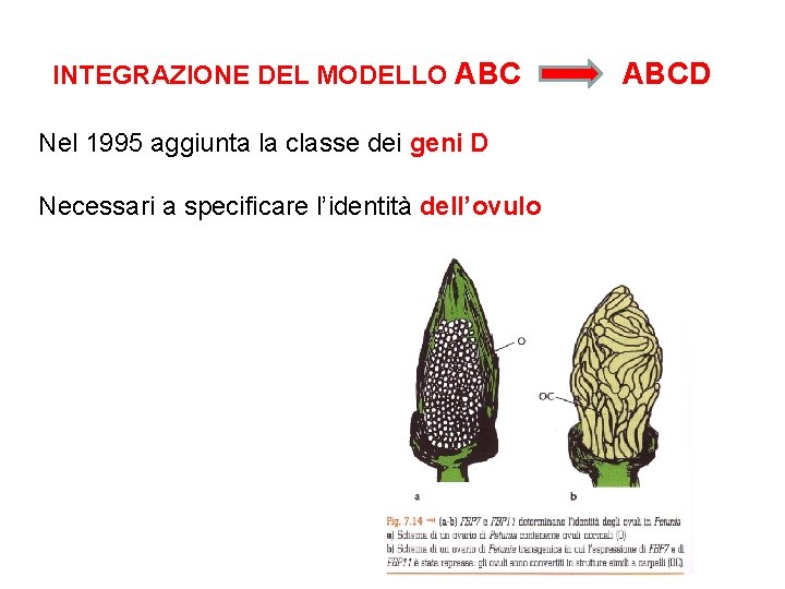 INTEGRAZIONE DEL MODELLO ABC Nel 1995 aggiunta la classe dei geni D Necessari a