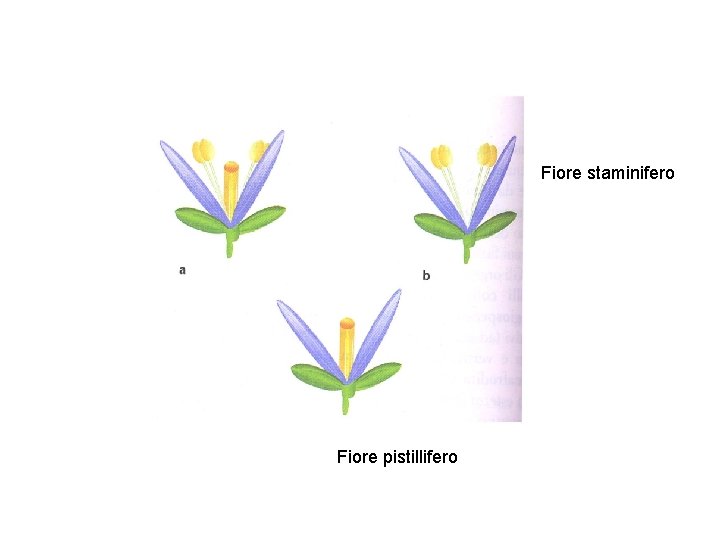 Fiore staminifero Fiore pistillifero 