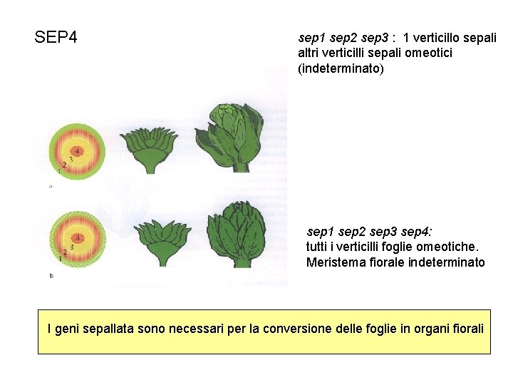 SEP 4 sep 1 sep 2 sep 3 : 1 verticillo sepali altri verticilli