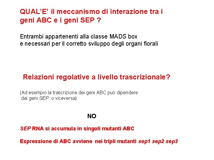 QUAL’E’ il meccanismo di interazione tra i geni ABC e i geni SEP ?