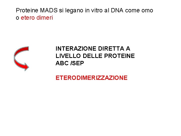 Proteine MADS si legano in vitro al DNA come omo o etero dimeri INTERAZIONE