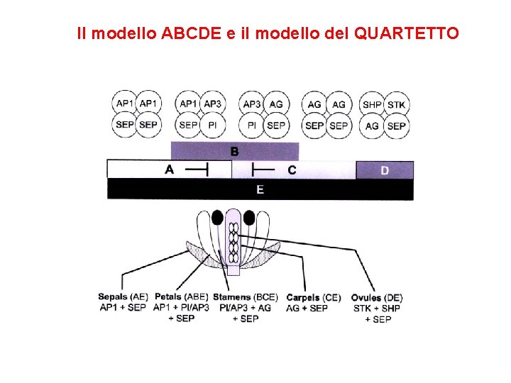 Il modello ABCDE e il modello del QUARTETTO 