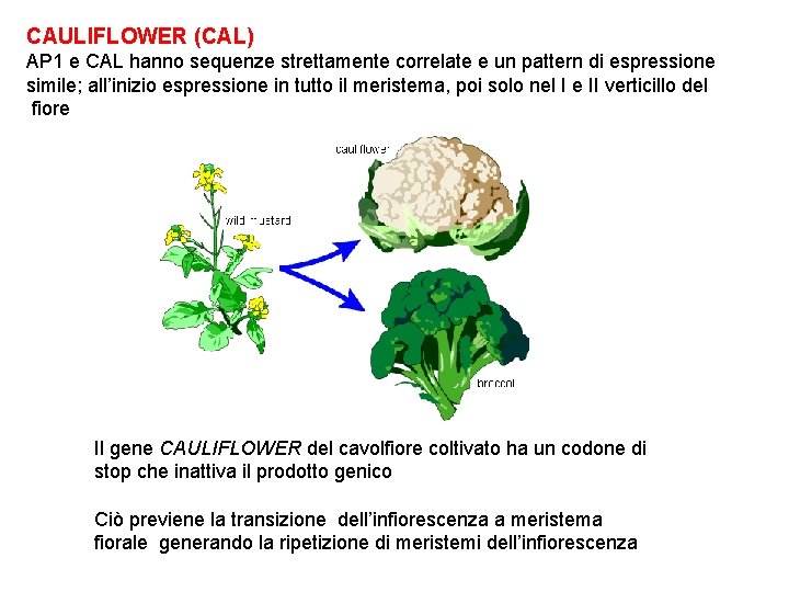 CAULIFLOWER (CAL) AP 1 e CAL hanno sequenze strettamente correlate e un pattern di
