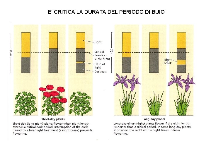 E’ CRITICA LA DURATA DEL PERIODO DI BUIO 