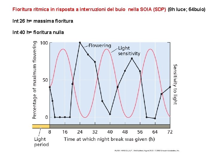 Fioritura ritmica in risposta a interruzioni del buio nella SOIA (SDP) (8 h luce;