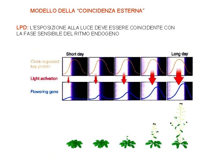 MODELLO DELLA “COINCIDENZA ESTERNA” LPD: L’ESPOSIZIONE ALLA LUCE DEVE ESSERE COINCIDENTE CON LA FASE