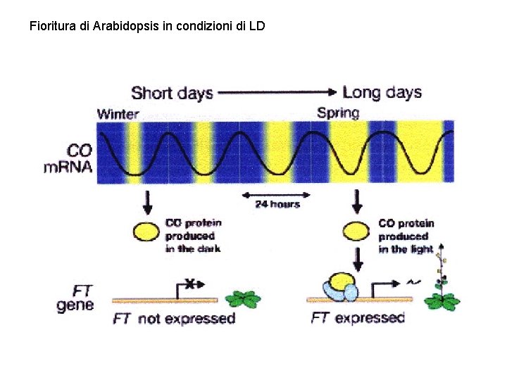 Fioritura di Arabidopsis in condizioni di LD 