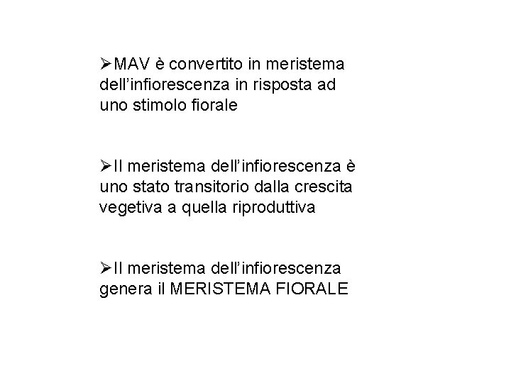 ØMAV è convertito in meristema dell’infiorescenza in risposta ad uno stimolo fiorale ØIl meristema