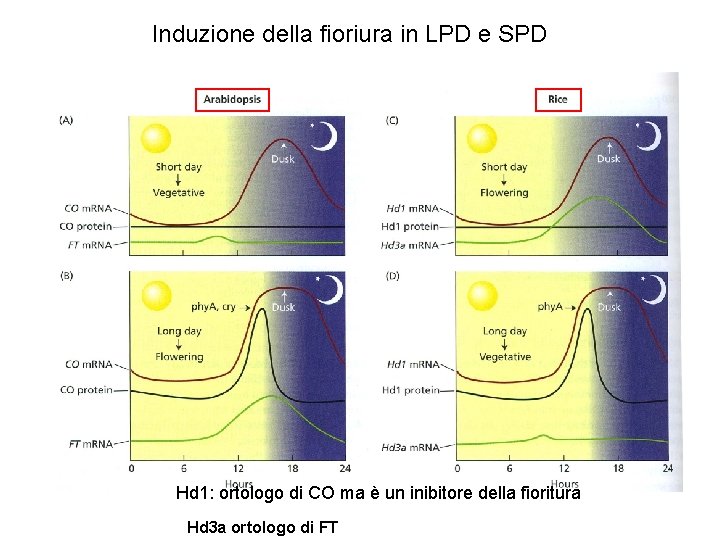 Induzione della fioriura in LPD e SPD Hd 1: ortologo di CO ma è