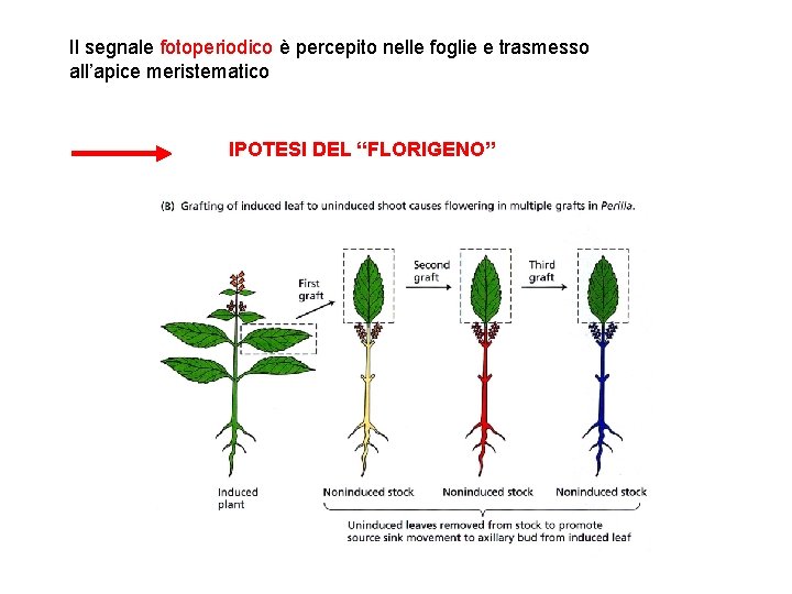 Il segnale fotoperiodico è percepito nelle foglie e trasmesso all’apice meristematico IPOTESI DEL “FLORIGENO”