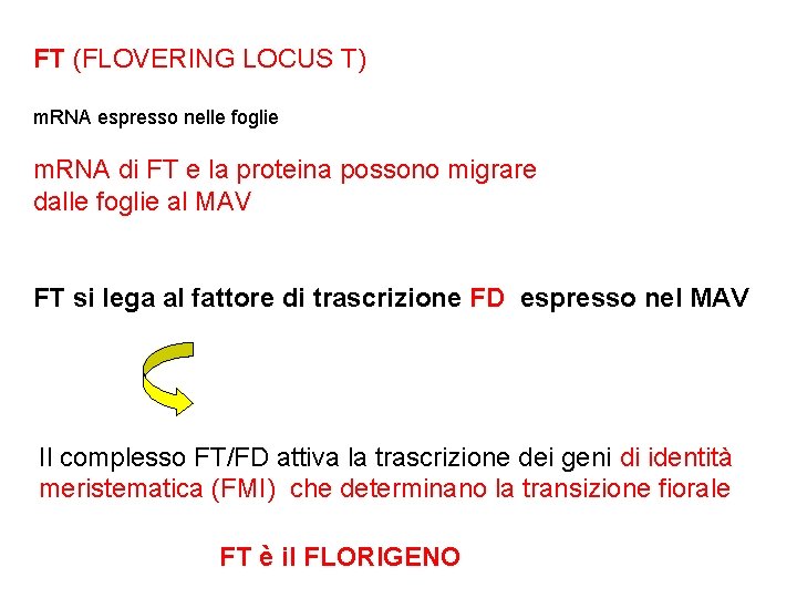 FT (FLOVERING LOCUS T) m. RNA espresso nelle foglie m. RNA di FT e