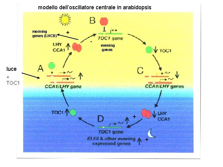 modello dell’oscillatore centrale in arabidopsis morning genes (LHCB) + - evening genes luce +