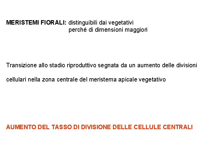 MERISTEMI FIORALI: distinguibili dai vegetativi perché di dimensioni maggiori Transizione allo stadio riproduttivo segnata