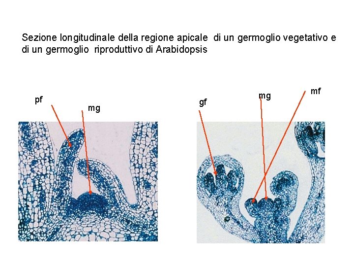 Sezione longitudinale della regione apicale di un germoglio vegetativo e di un germoglio riproduttivo