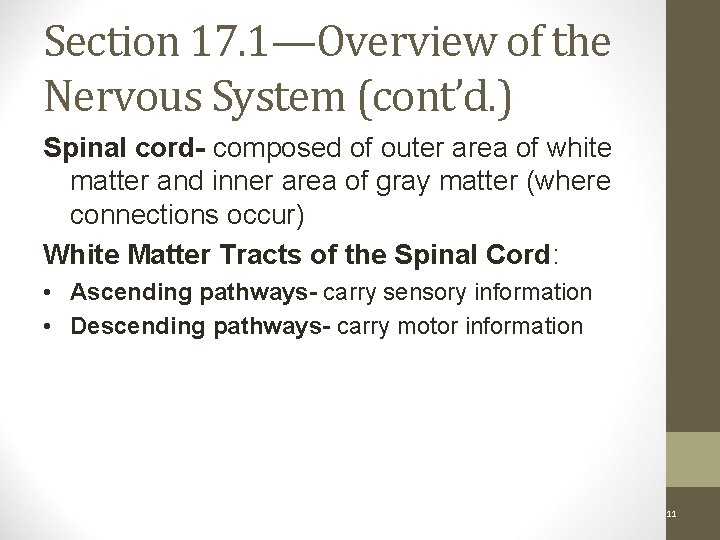 Section 17. 1—Overview of the Nervous System (cont’d. ) Spinal cord- composed of outer