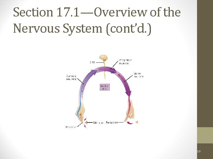 Section 17. 1—Overview of the Nervous System (cont’d. ) Function of the Nervous System: