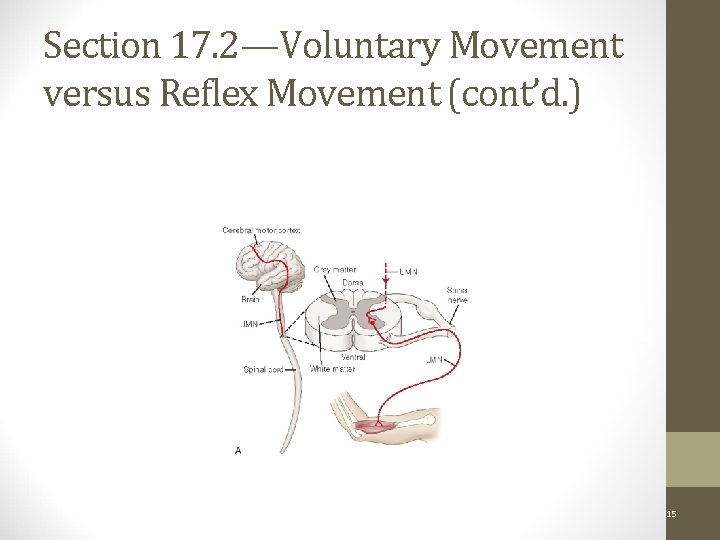 Section 17. 2—Voluntary Movement versus Reflex Movement (cont’d. ) Voluntary Movement Pathways: Figure 17