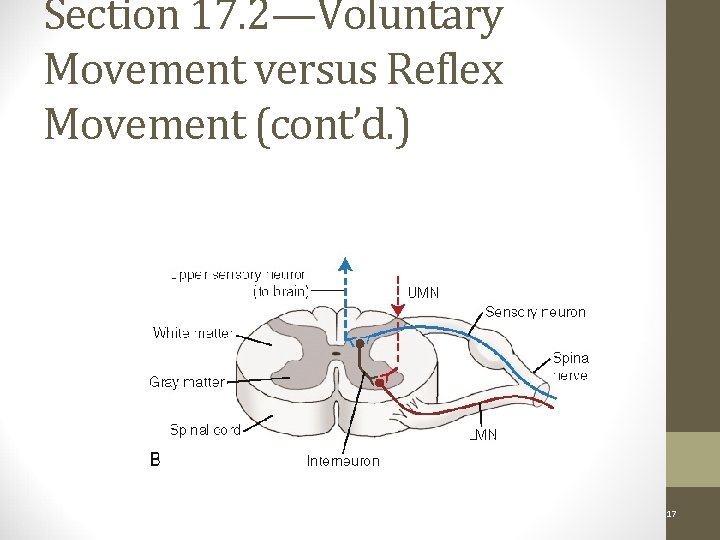 Section 17. 2—Voluntary Movement versus Reflex Movement (cont’d. ) Simple Reflex Arc: Figure 17