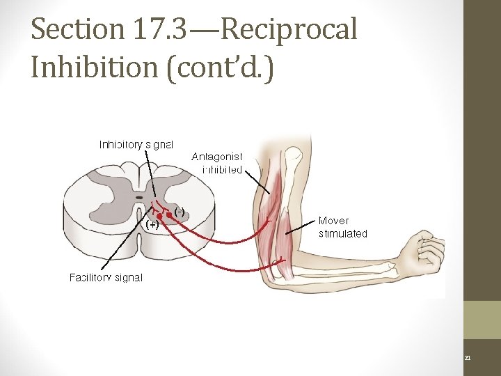 Section 17. 3—Reciprocal Inhibition (cont’d. ) Neuronal Pathways: Figure 17 -5 Copyright © 2011,