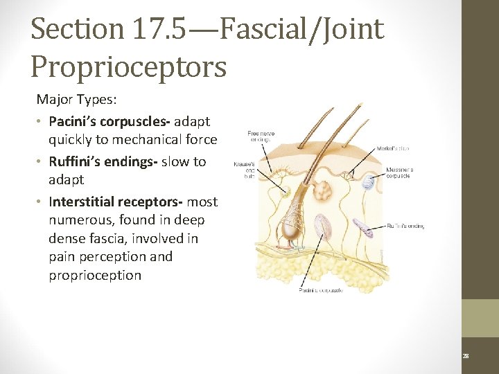 Section 17. 5—Fascial/Joint Proprioceptors Major Types: • Pacini’s corpuscles- adapt quickly to mechanical force
