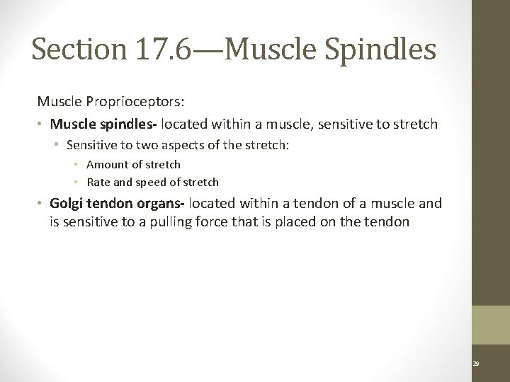 Section 17. 6—Muscle Spindles Muscle Proprioceptors: • Muscle spindles- located within a muscle, sensitive