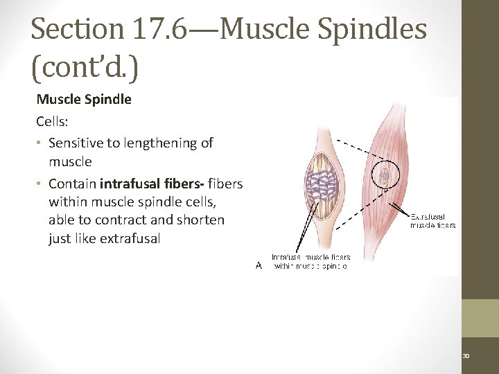 Section 17. 6—Muscle Spindles (cont’d. ) Muscle Spindle Cells: • Sensitive to lengthening of