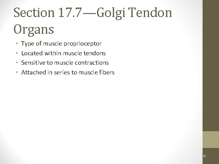 Section 17. 7—Golgi Tendon Organs • • Type of muscle proprioceptor Located within muscle