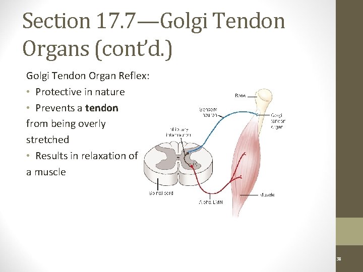 Section 17. 7—Golgi Tendon Organs (cont’d. ) Golgi Tendon Organ Reflex: • Protective in