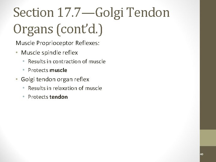 Section 17. 7—Golgi Tendon Organs (cont’d. ) Muscle Proprioceptor Reflexes: • Muscle spindle reflex