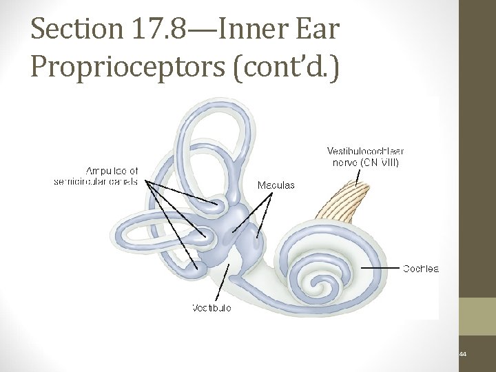 Section 17. 8—Inner Ear Proprioceptors (cont’d. ) Figure 17 -10 Copyright © 2011, 2007