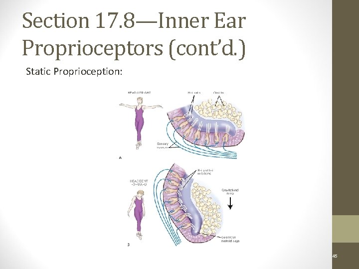 Section 17. 8—Inner Ear Proprioceptors (cont’d. ) Static Proprioception: Figure 17 -11 Copyright ©