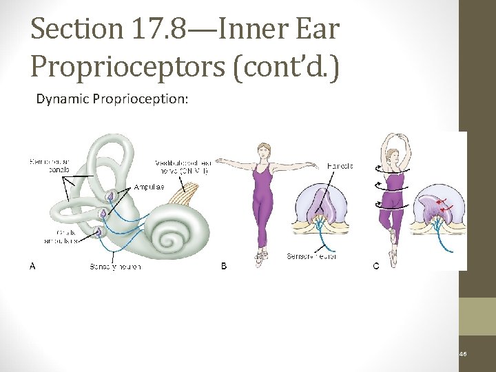 Section 17. 8—Inner Ear Proprioceptors (cont’d. ) Dynamic Proprioception: Figure 17 -12 Copyright ©