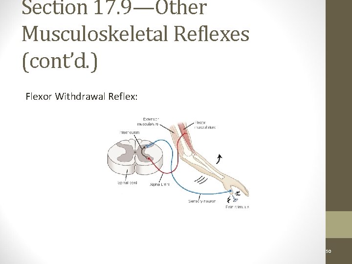 Section 17. 9—Other Musculoskeletal Reflexes (cont’d. ) Flexor Withdrawal Reflex: Figure 17 -13 Copyright