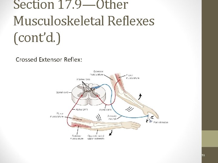 Section 17. 9—Other Musculoskeletal Reflexes (cont’d. ) Crossed Extensor Reflex: Figure 17 -14 Copyright