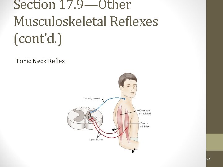 Section 17. 9—Other Musculoskeletal Reflexes (cont’d. ) Tonic Neck Reflex: Figure 17 -15 Copyright