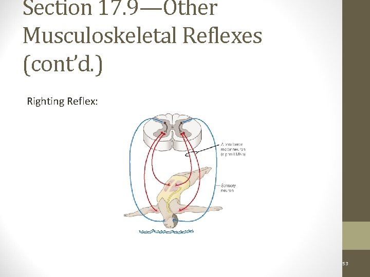 Section 17. 9—Other Musculoskeletal Reflexes (cont’d. ) Righting Reflex: Figure 17 -16 Copyright ©
