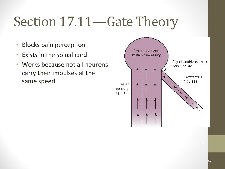 Section 17. 11—Gate Theory • Blocks pain perception • Exists in the spinal cord