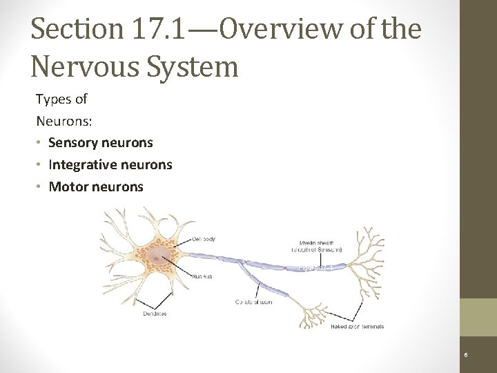 Section 17. 1—Overview of the Nervous System Types of Neurons: • Sensory neurons •