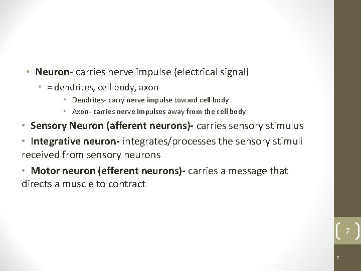  • Neuron- carries nerve impulse (electrical signal) • = dendrites, cell body, axon